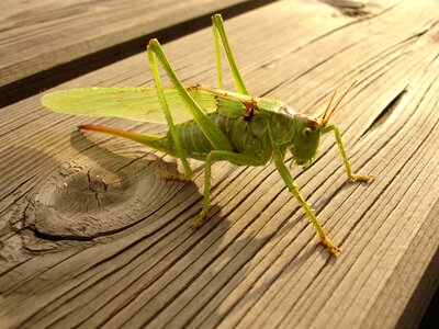 Grasshopper kobilka Free photos