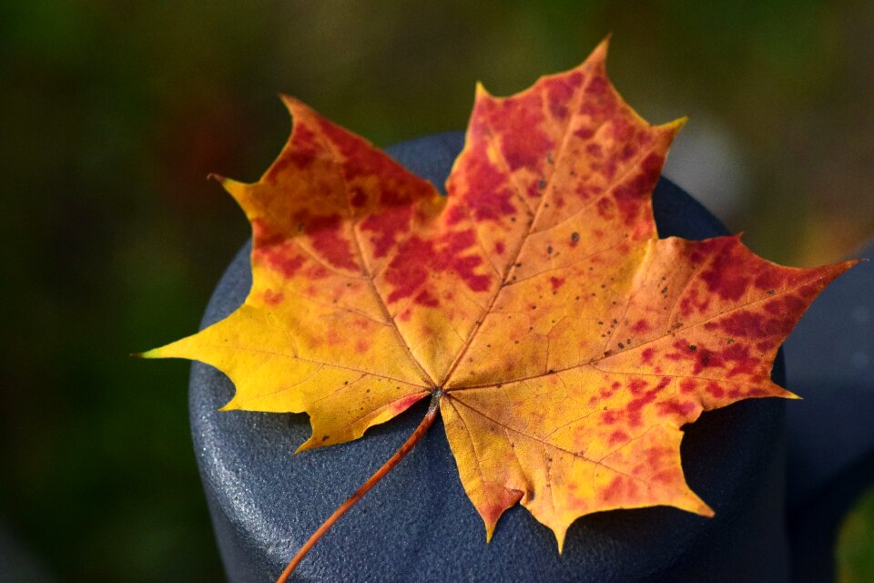 Colorful autumn colours transience