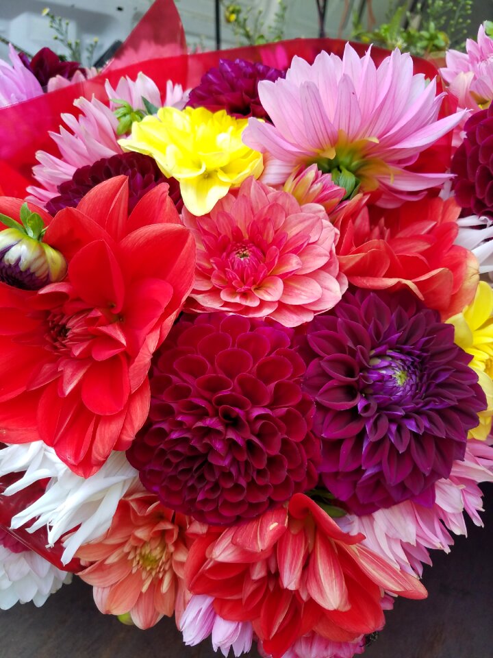 Colorful flowers summer flowers