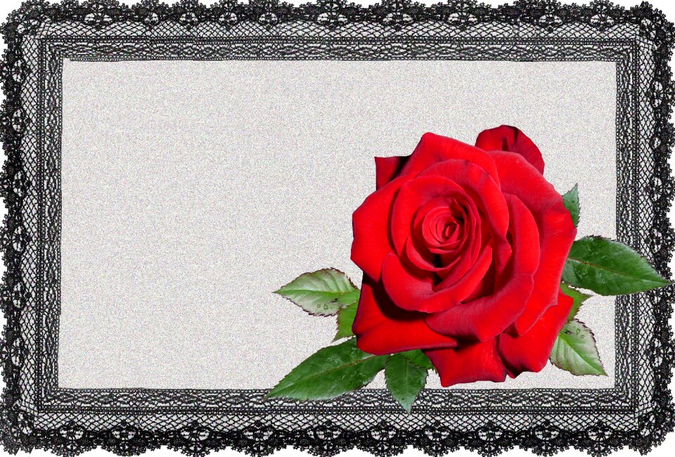 Red rose romantic