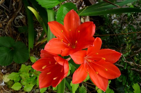 Bloom garden nature