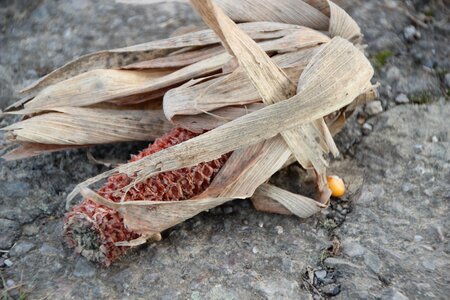 Autumn harvest corn plant photo