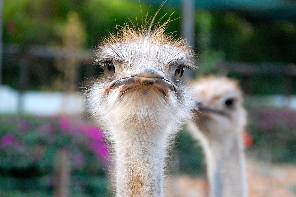 Africa animals bird