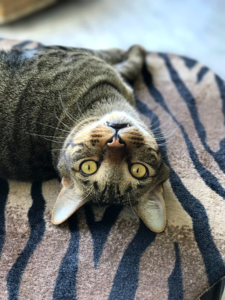 Animal domestic kitten