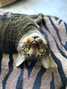 Animal domestic kitten