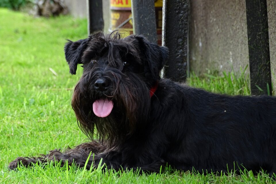 Dog doggy sznaucerek