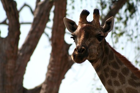 Animal giraffe africa