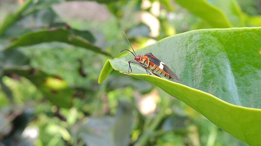 Macro garden colombia