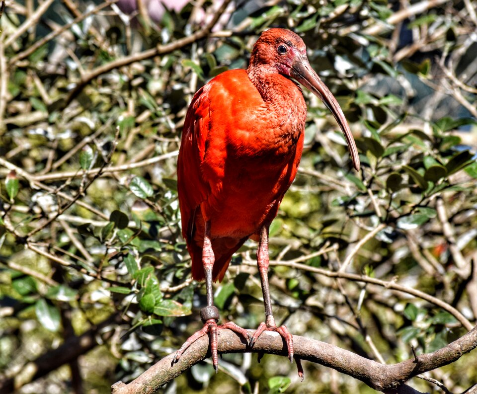 Plumage zoo biopark