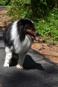 Animal shetland sheltie