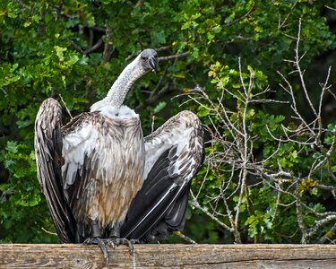 Scavenger bird vulture photo