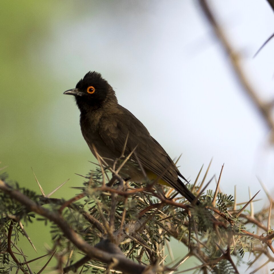 Desert bird world animal