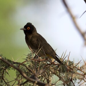 Desert bird world animal