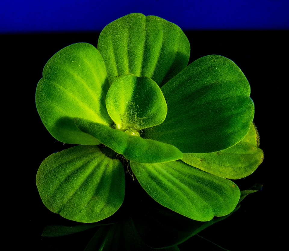 Floating plant foliage plant plant