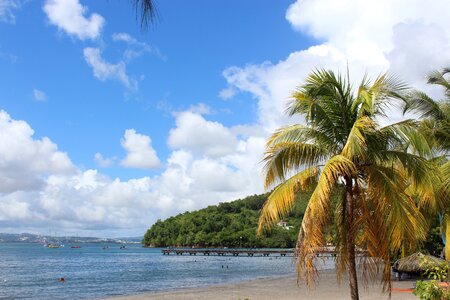 The caribbean sun palm trees