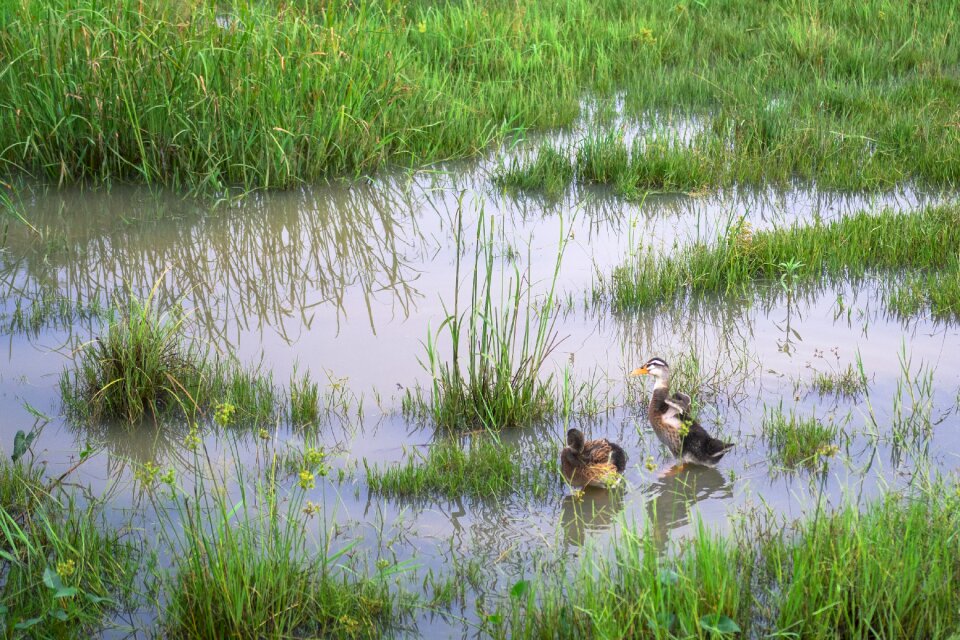 Green meadow pond