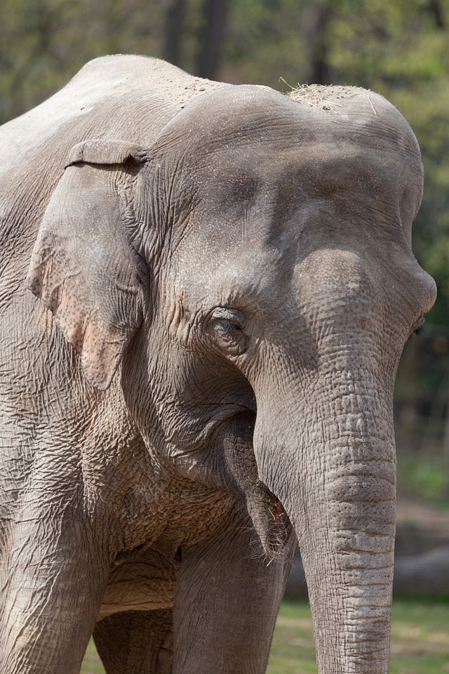 Elephant endangered enormous
