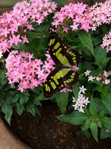 Flower wings