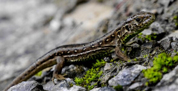 Nature austria animal
