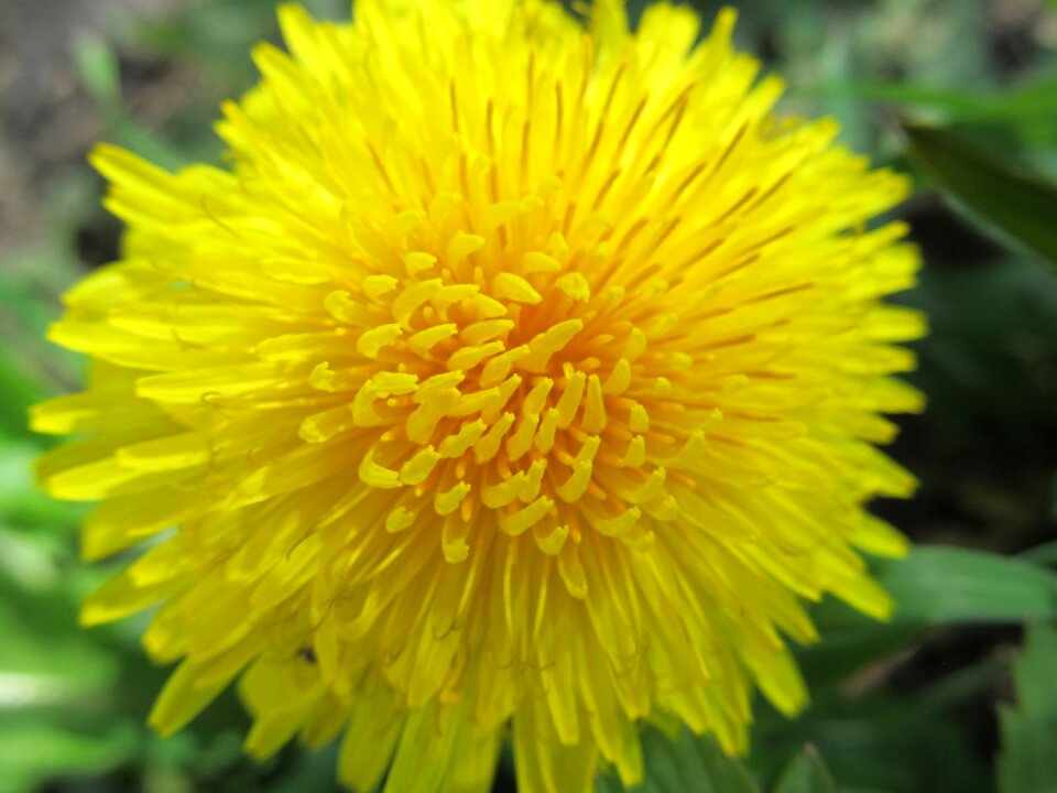 Macro dandelion flower