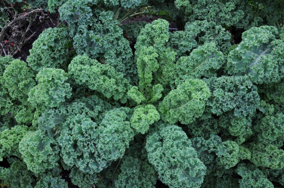 Cabbage friesland green nature