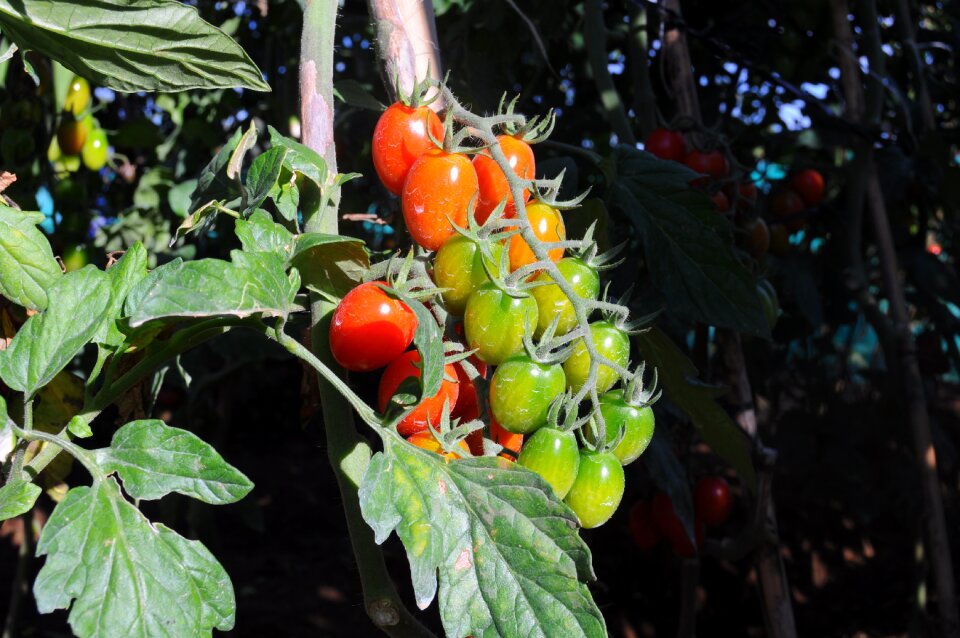 Cherry tomato salad
