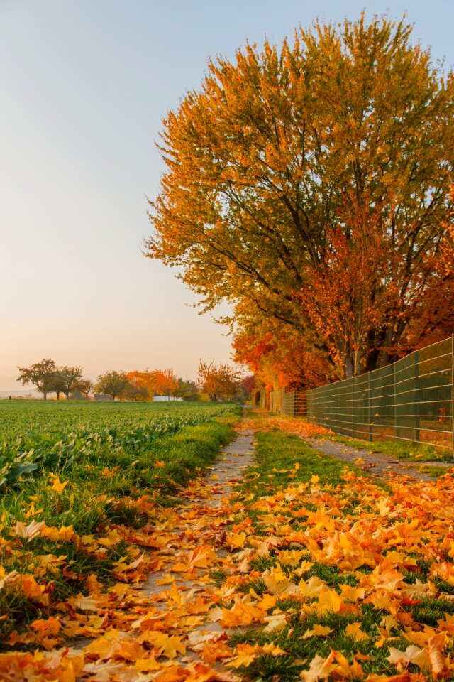 Fall foliage golden autumn nature