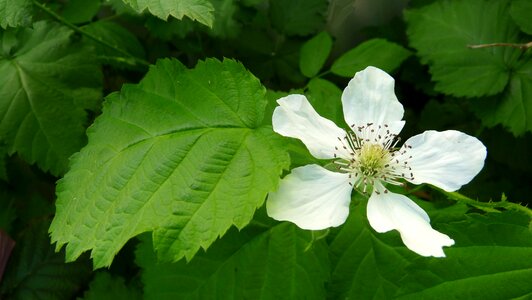 Plant garden nature