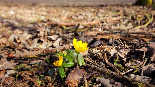 Yellow flower blossom bloom