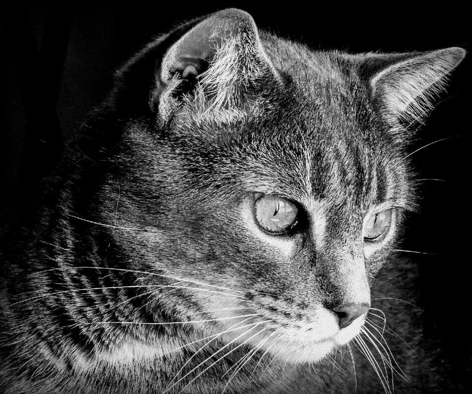 Felines eyes nature