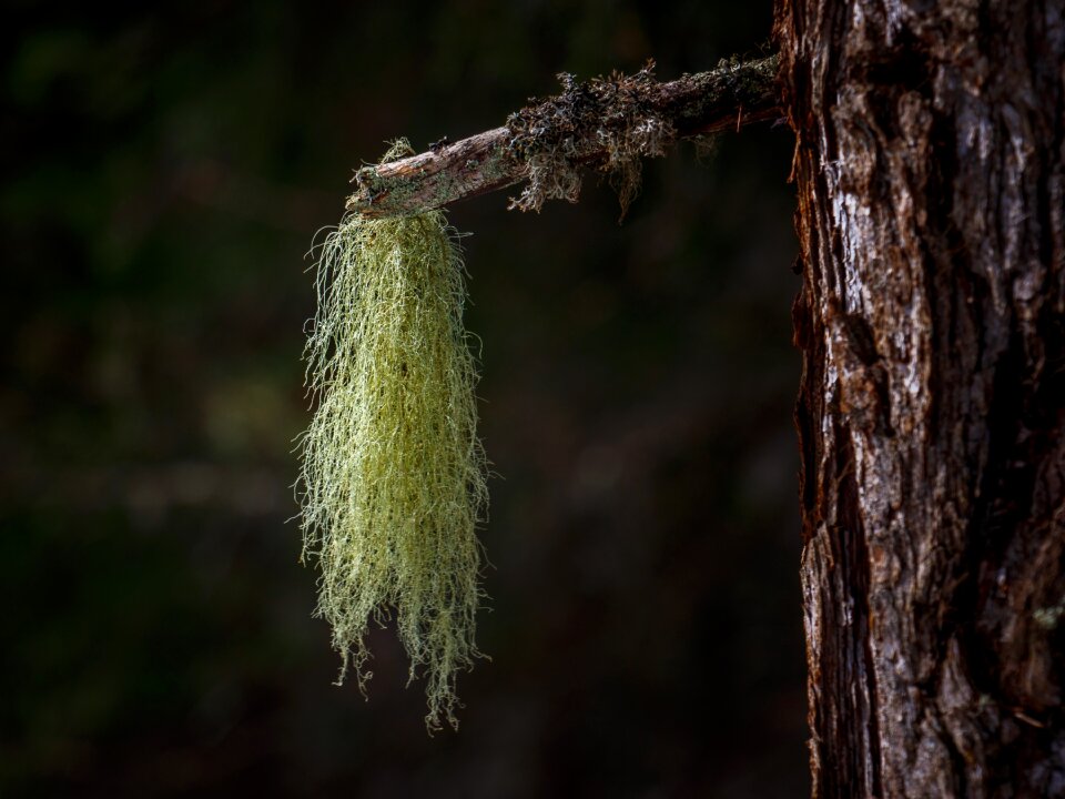 Moss green tree