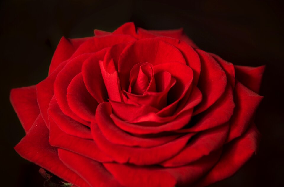 Rosaceae close up rose bloom