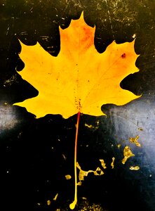 Maple autumn yellow