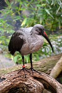 Animal wildlife beak photo