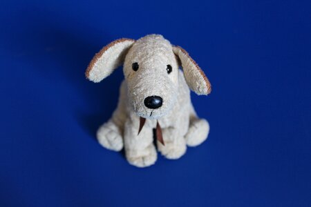 Funny dog puppy animal