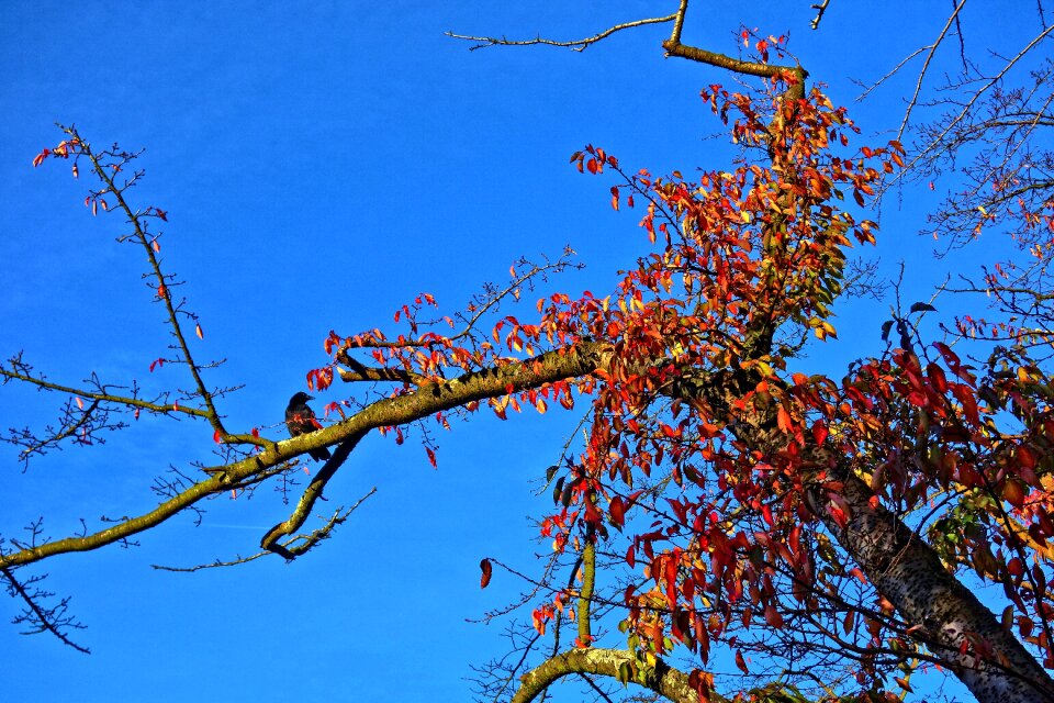 Leaves autumn colors autumn
