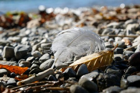 Pebble beach coast lake photo