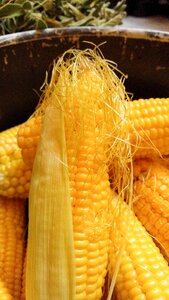 Corncob straw gold