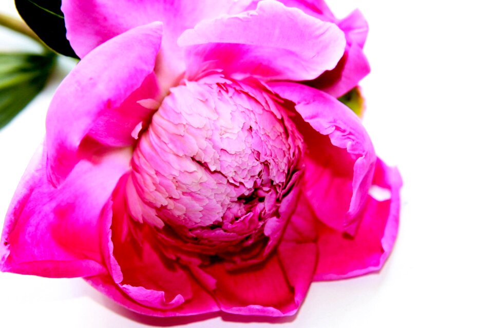 Petals nicely flowers