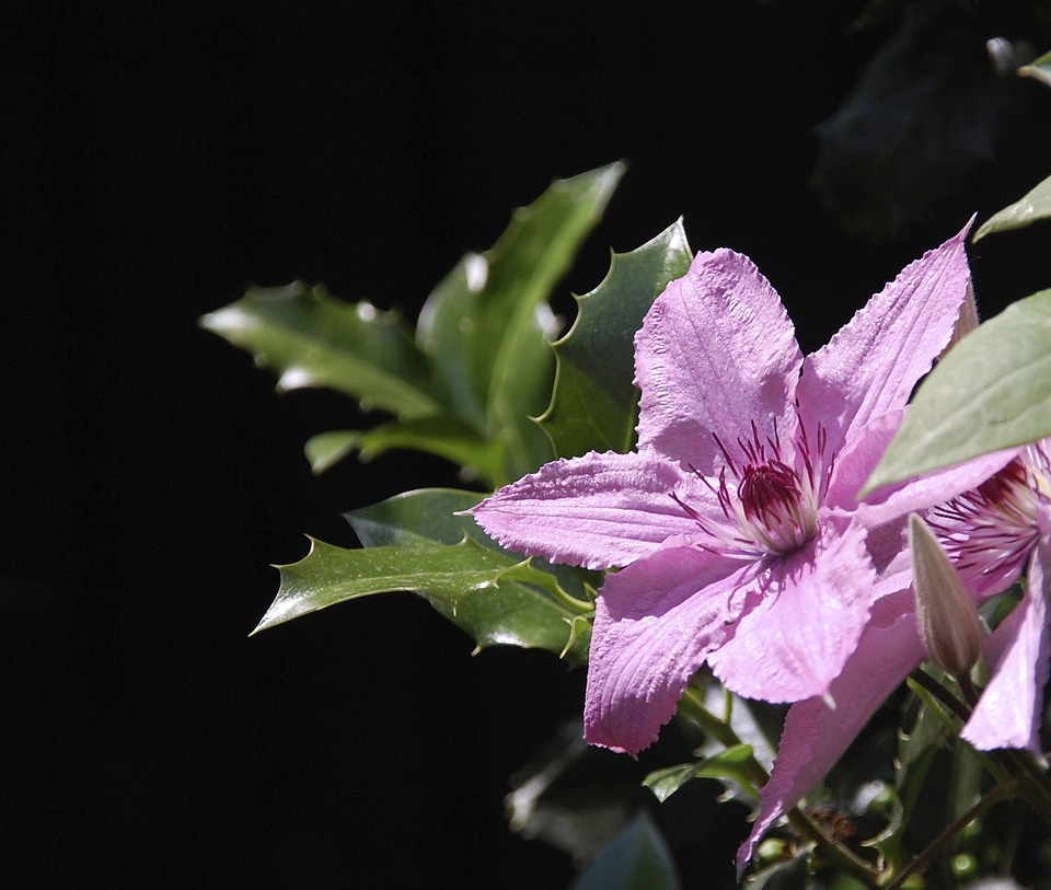 Garden summer purple