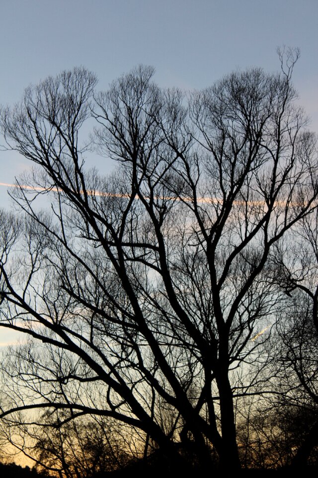 Tree moon forest