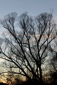 Tree moon forest