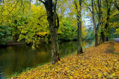 Tree nature yellow leaves photo