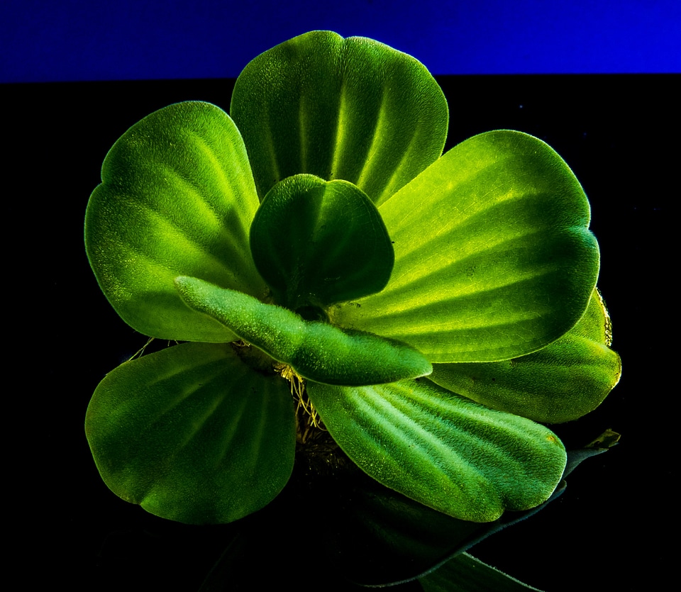 Floating plant foliage plant plant