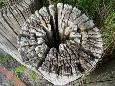 Wood still life post