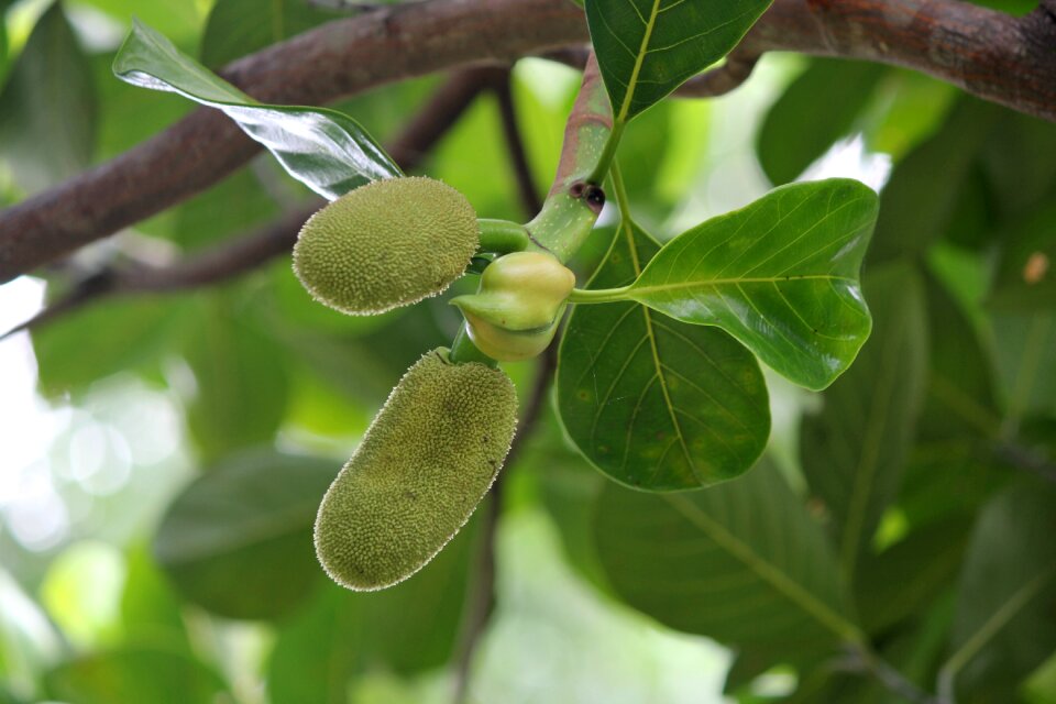 Jackfruit Free photos