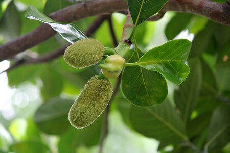 Jackfruit Free photos