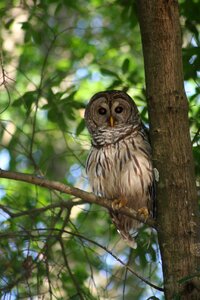 Florida owl green owl