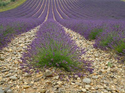 Culture purple lavender provence