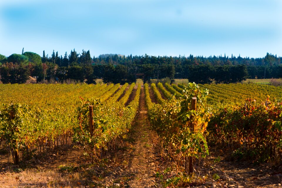 Color beaucaire red
